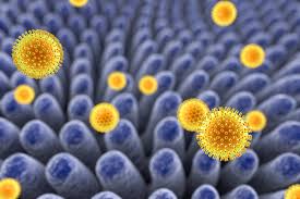 Image result for Rotavirus