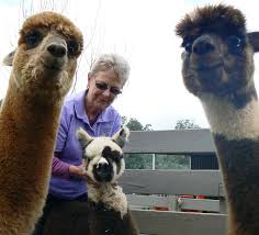 Check spelling or type a new query. Basics Of Alpaca Keeping Agriculture And Food