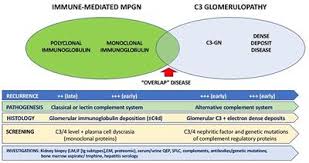 Frontiers Recurrent And De Novo Glomerulonephritis After