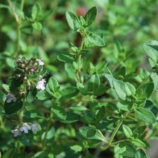 When to harvest lemon thyme. Lemon Thyme Herb Plants For Sale Free Shipping