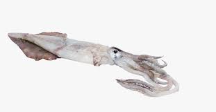 The darkest minecraft dark mode this pack is a minecraft dark mode like no other! Transparent Squid Transparent Png Cuttlefish Png Download Kindpng