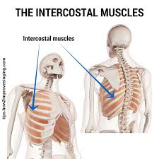 Anatomy Of Breathing For Singers Made Easy How 2 Improve Singing Anatomy Singing Breathe