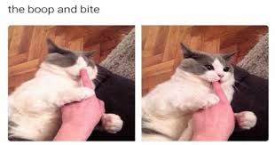 Best happy saturday images and wallpapers. Bountiful Meme Collection Of Caturday Goodness Mimicnews