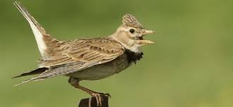 Burung branjangan merupakan salah satu jenis burung yang dipelihara karena suara kicauannya yang merdu. Gambar Burung Branjangan Jantan Dan Betina Tempat Berbagi Gambar