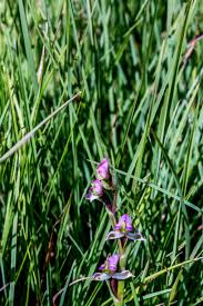 Image result for Disperis macowanii