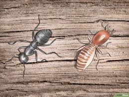 the easiest way to get rid of carpenter ants carpenter ant black carpenter ants ants