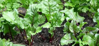 How to grow beets in a garden. Growing Beetroot From Sowing To Harvest