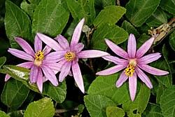 Image result for Grewia glandulosa