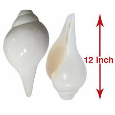 Why Shankha Is Blown As Part Of Religious Rituals In Hinduism | The Times  Of India
