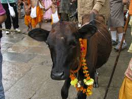 Image result for gai jatra