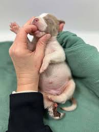 Kentucky Humane Society added a...