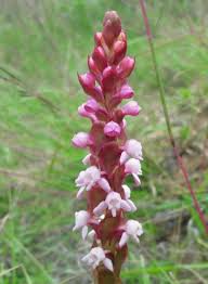 Image result for Satyrium macrophyllum