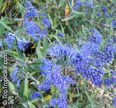Image result for Caryopteris odorata