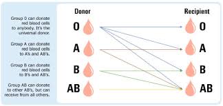 17 Blood Type Donation Flow Chart Blood Type Donation Flow