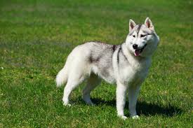 The alaskan malamute (/ ˈ m æ l ə ˌ m j uː t /) is a large breed of dog that was originally bred for their strength and endurance to haul heavy freight as a sled dog and hound. Alaskan Malamute Wszystko O Rasach Psow W Magazynie Zooplus