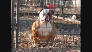 John d johnson american bulldogs. Bully Hybrid American Bulldog Buffdogs Rocko 0001 Wmv Youtube