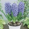 Fiore blu violetto in 5 lettere. 1