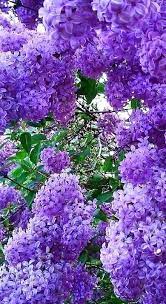 Pin On My Collections Lilac Bushes Beautiful Gardens Amazing Flowers