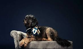 Check spelling or type a new query. Shepadoodle Breed Information Guide Your Dog Advisor
