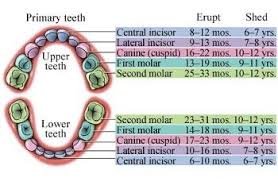 When Do Baby Teeth Come In Baby Child Tooth Eruption
