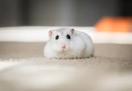 Where can i find cute pictures of hamsters? 500 Hamster Pictures Hq Download Free Images On Unsplash