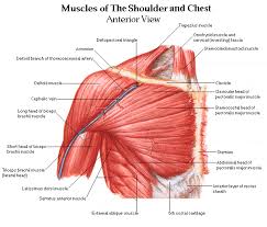 There are red muscles stretched over the stomach, chest, and shoulders, and on top of each breast is a complicated structure made out of milk ducts, which appears in pieces fanned out that make it. Shoulder Muscles And Chest Human Anatomy Diagram Am Medicine Shoulder Muscle Anatomy Human Body Anatomy Muscle Diagram