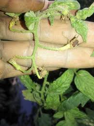 Image result for tomato seedling botrytis