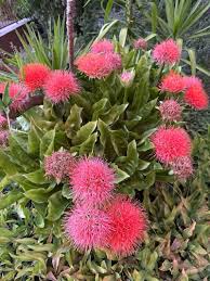 Image result for Scadoxus