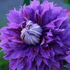 Check spelling or type a new query. Diamantina Clematis Finegardening