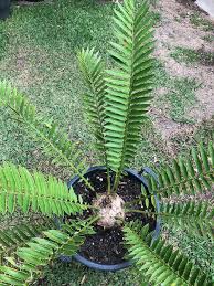 Image result for Encephalartos chimanimaniensis