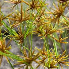 Image result for Cyperus amabilis