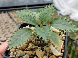 Image result for Dorstenia buchananii