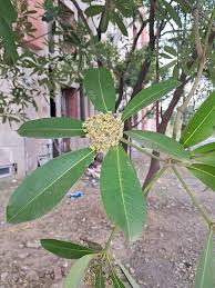 Image result for Alstonia