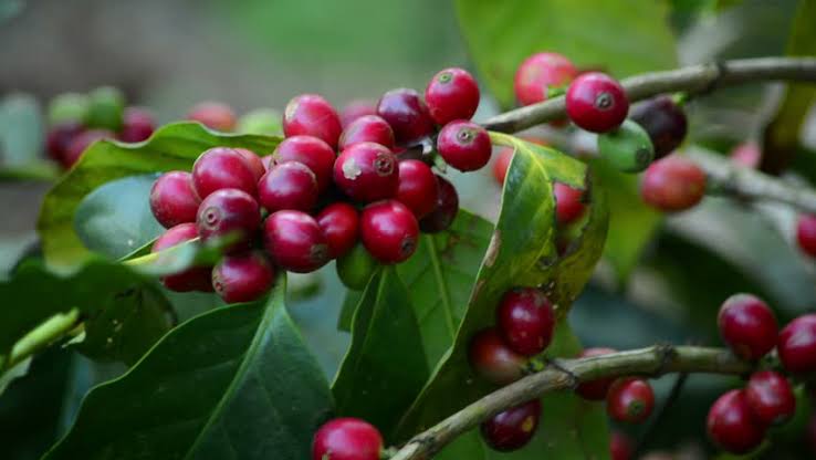 Mga resulta ng larawan para sa Coffee berries"