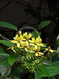 Image result for Tristellateia africana