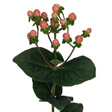 Image result for Hypericum