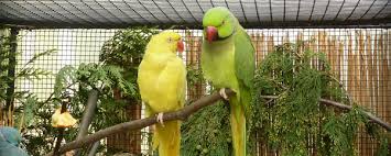 So findet jährlich die palmensinfonie mit klassischer musik. Vogelausstellung Im Botanischen Garten Von Berlin Ausfluge Ytti