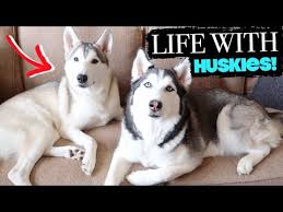 We did not find results for: Owning A Siberian Husky What To Expect Youtube