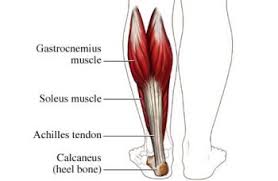 It is not able to exert full power at both joints simultaneously, for example when the knee is flexed, gastrocnemius is unable to generate as much. Gastrocnemius Muscle Gastrocnemius Muscle Muscle Soleus Muscle