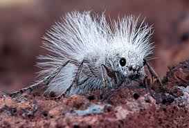 A Thistledown Velvet Ant Wordlesstech