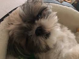The internet has made it easy for backyard breeders and puppy mills to take advantage of both dogs and families who are looking for those dogs. Shih Tzu Lovers Of Northern Virginia Home Facebook