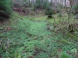 Image result for Flaschengruen 1982 AA