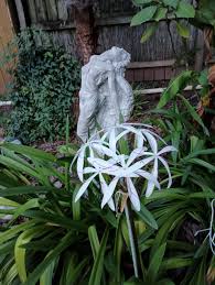 Image result for Crinum subcernuum