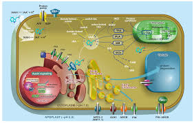 Check spelling or type a new query. Ijms Free Full Text Auxins And Cytokinins The Role Of Subcellular Organization On Homeostasis Html