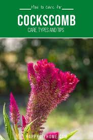 15 spring container garden recipes. Tips For Growing Cockscomb Flowers