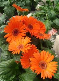 Orange Flowers Are Not Scary At All Beautiful Flowers Orange Flowers Pretty Flowers