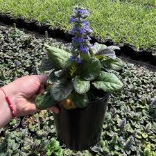 Image result for Commelina reptans