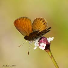 Image result for Disperis sp. nov. aff. bifida