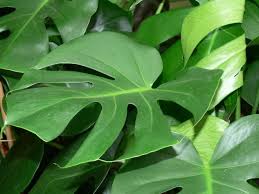 Monstera Dziurawa Jak Uprawiac Pflanzenblatter Pflanzen Anbau