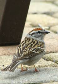 Black And White Spotted Bird Ohio Pin By Gobarbara Gobarbara On My Saves Ohio Birds Minnesota Birds